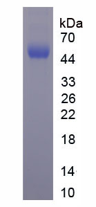 Figure 1. SDS-PAGE