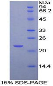 Figure 1. SDS-PAGE