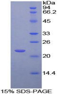 Figure 1. SDS-PAGE