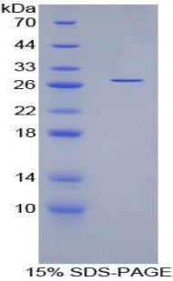 Figure 1. SDS-PAGE