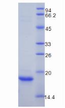 Figure 2. SDS-PAGE