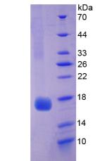 Figure 2. SDS-PAGE