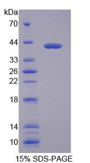 Figure 1. SDS-PAGE
