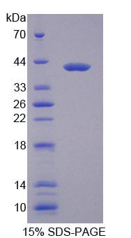 Figure 1. SDS-PAGE