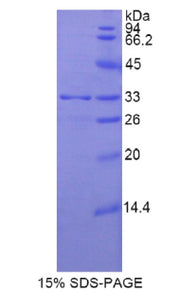 Figure 1. SDS-PAGE