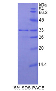 Figure 1. SDS-PAGE