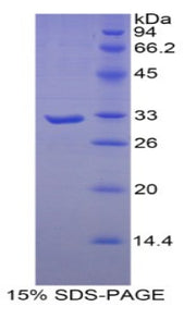 Figure 1. SDS-PAGE
