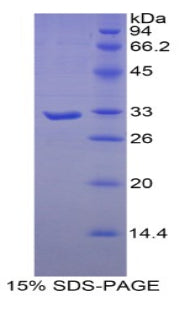 Figure 1. SDS-PAGE