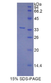 Figure 1. SDS-PAGE