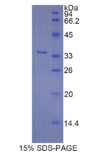 Figure 1. SDS-PAGE