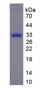 Figure 1. SDS-PAGE