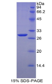 Figure 1. SDS-PAGE