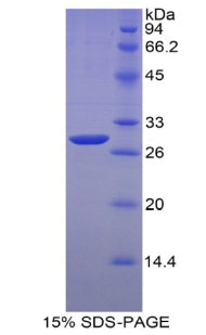 Figure 1. SDS-PAGE