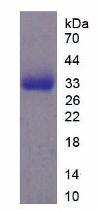 Figure 1. SDS-PAGE