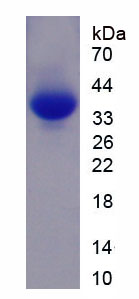 Figure 1. SDS-PAGE