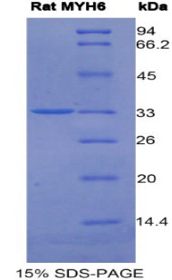 Figure 1. SDS-PAGE