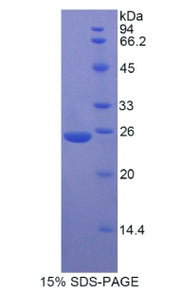 Figure 1. SDS-PAGE