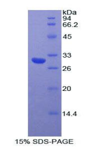 Figure 1. SDS-PAGE