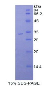 Figure 1. SDS-PAGE