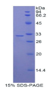Figure 1. SDS-PAGE