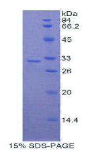 Figure 1. SDS-PAGE