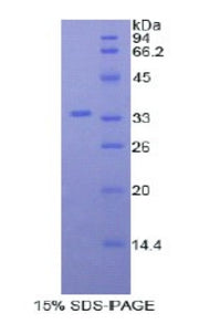 Figure 1. SDS-PAGE