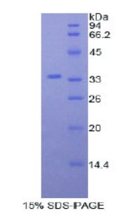 Figure 1. SDS-PAGE