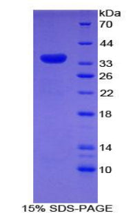 Figure 1. SDS-PAGE