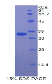 Figure 1. SDS-PAGE