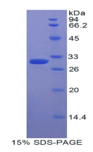Figure 1. SDS-PAGE