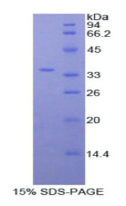 Figure 1. SDS-PAGE
