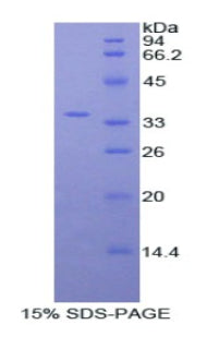 Figure 1. SDS-PAGE