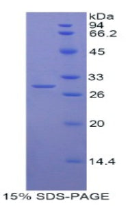 Figure 1. SDS-PAGE