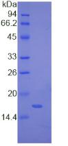 Figure 2. SDS-PAGE