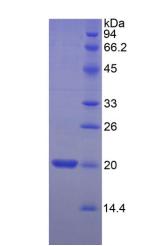 Figure 2. SDS-PAGE