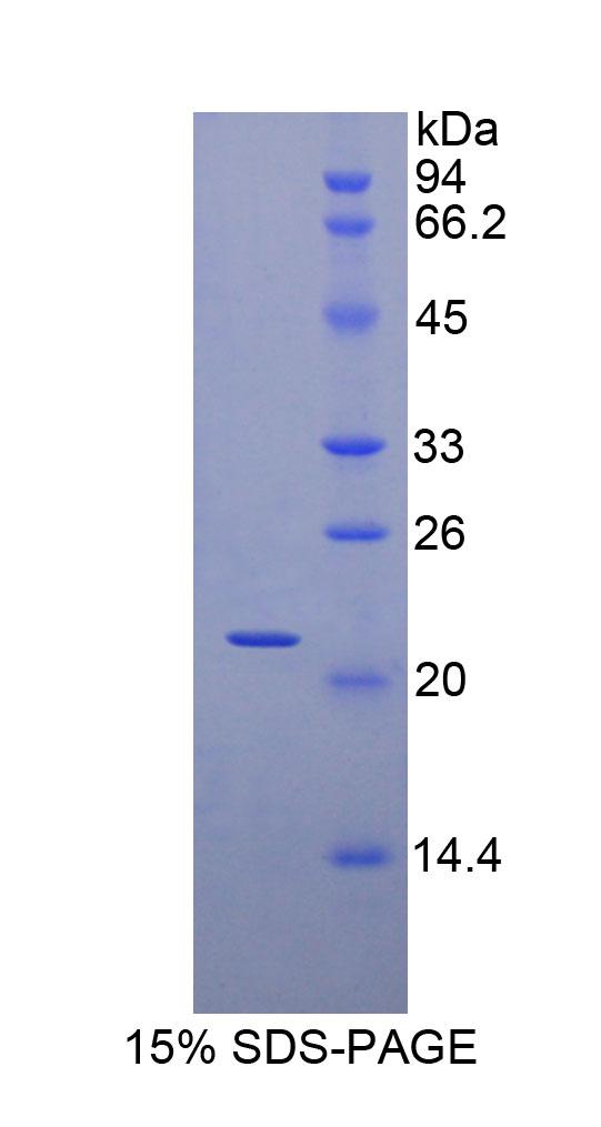 Figure 1. SDS-PAGE