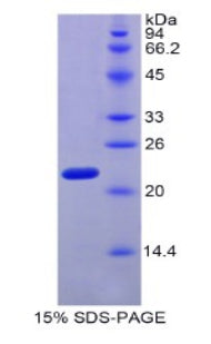 Figure 1. SDS-PAGE
