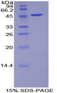 Figure 1. SDS-PAGE