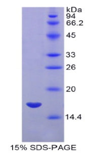 Figure 1. SDS-PAGE