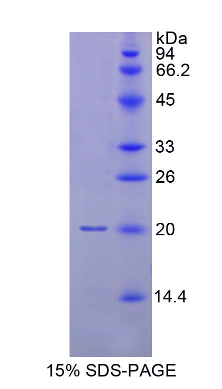 Figure 1. SDS-PAGE