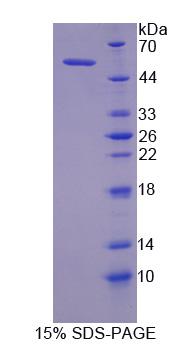 Figure 1. SDS-PAGE
