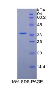 Figure 1. SDS-PAGE
