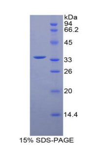 Figure 1. SDS-PAGE