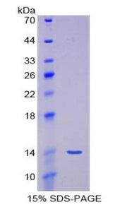 Figure 1. SDS-PAGE