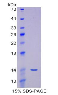 Figure 1. SDS-PAGE