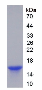 Figure 1. SDS-PAGE