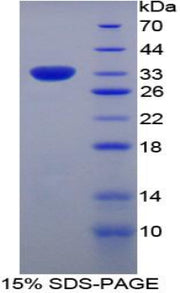 Figure 1. SDS-PAGE