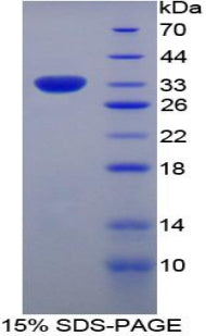 Figure 1. SDS-PAGE