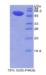 Figure 1. SDS-PAGE