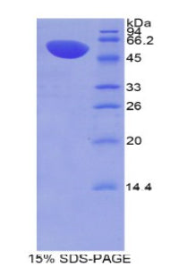 Figure 1. SDS-PAGE